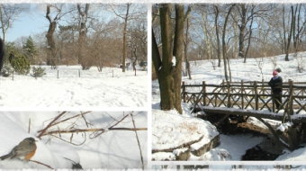 Foto de NY - 3° dia (Museu de História Natural, Central Park, Loja da Apple, FAO)